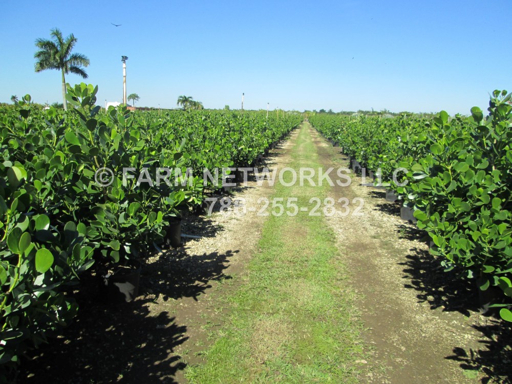 Sarasota Clusia Hedge-Nursery.JPG