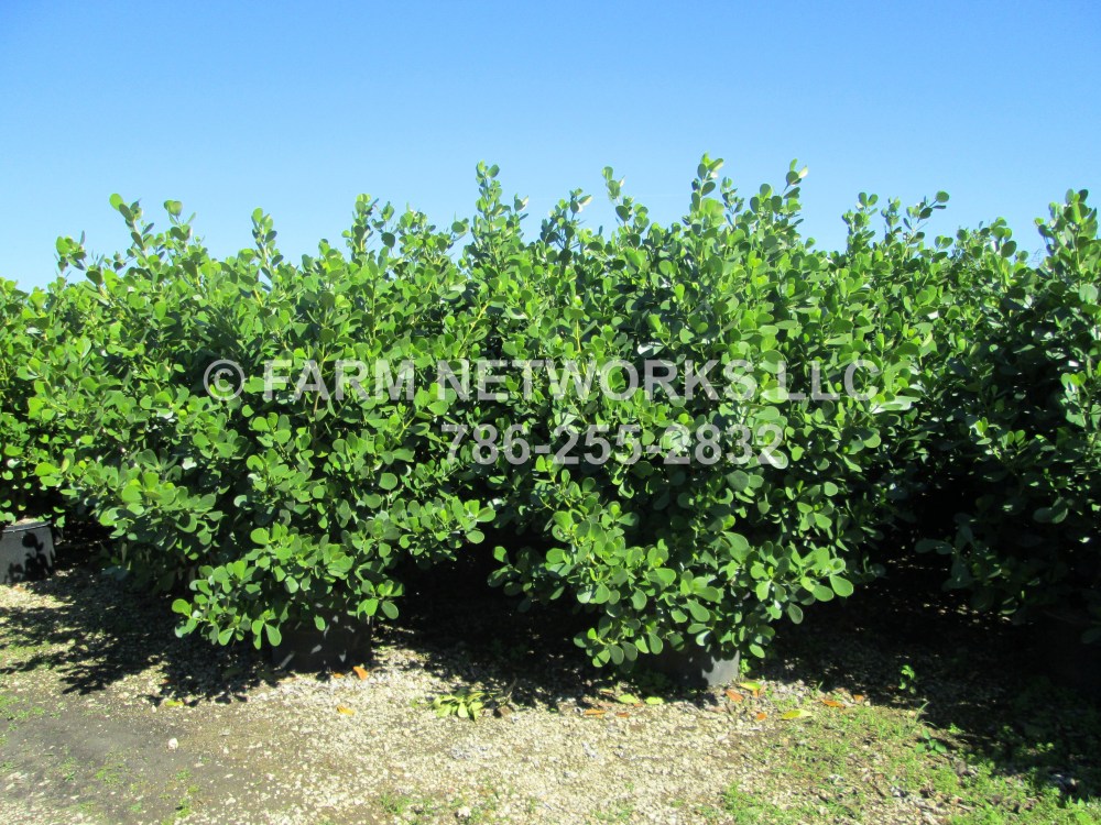South Florida Farm &amp; Garden-Clusia-Hedges